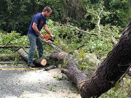 Lawn Maintenance Plans in Ponce Inlet, FL