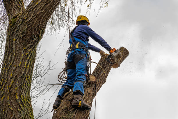 Best Tree Removal  in Ponce Inlet, FL